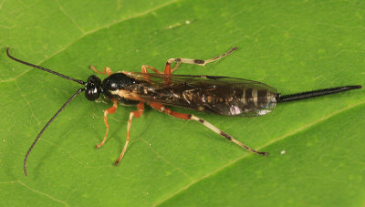 Acropimpla alboricta