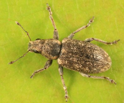 Sweetclover weevil - Sitona cylindricollis