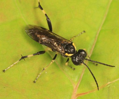 Macrophya flavicoxae