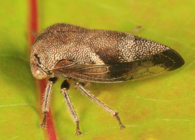Ophiderma pubescens