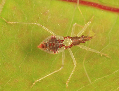 Damsel Bug (nymph)