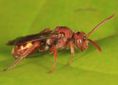 Spotted Nomad Bee - Nomada maculata