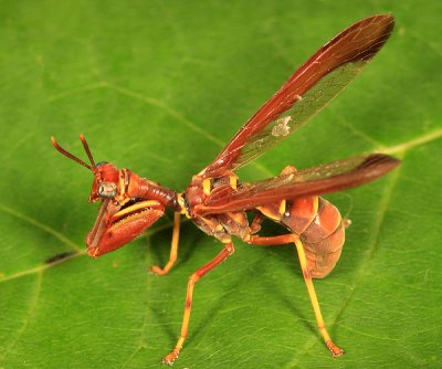 Mantidflies - Mantispidae
