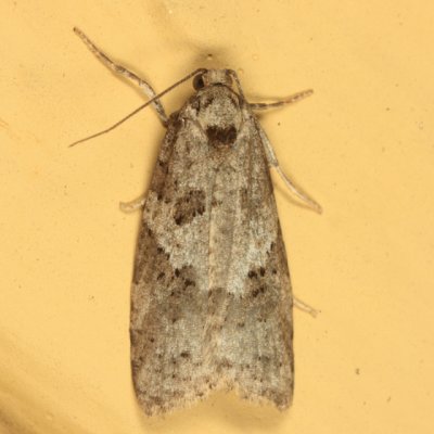 3567 - Gray Tortrix - Cnephasia stephensiana
