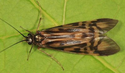 Netspinning Caddisflies - Hydropsychidae