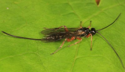 Ichneumon Wasps - Xoridinae