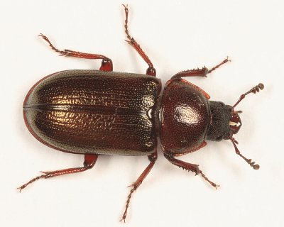 Oak Stag Beetle - Platycerus virescens