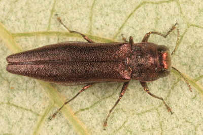 Willow Gall Limb Borer - Agrilus politus