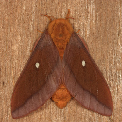 7723 - Northern Pink-striped Oakworm Moth - Anisota virginiensis