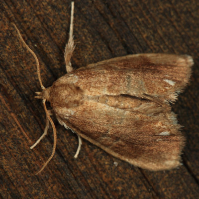 4659 - Packardia geminata