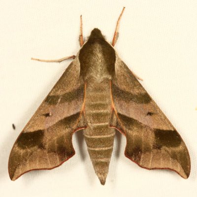 7885 - Virginia Creeper Sphinx - Darapsa myron