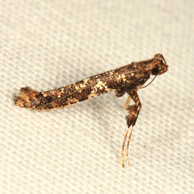 0637 - Caloptilia serotinella