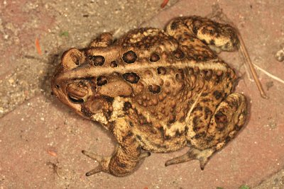 American Toad - Anaxyrus americanus