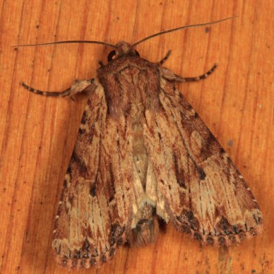 9333 - Wood-colored Apamea - Apamea lignicolora