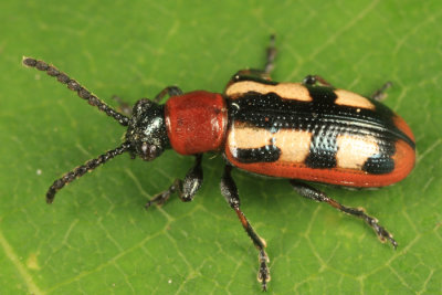 Leaf Beetles - Chrysomelidae