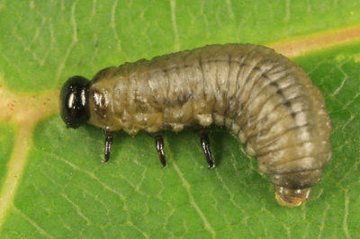 Asparagus Beetle - Crioceris asparagi (larva)