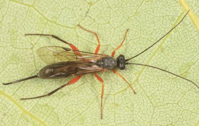 Ichneumon Wasps - Cylloceriinae
