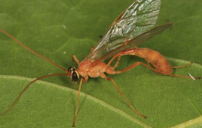 Ophion sp.