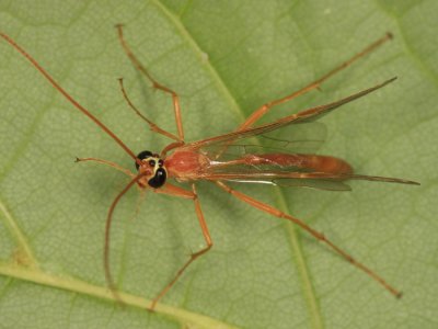 Ophion sp.
