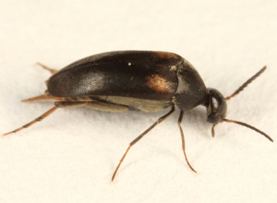 Mordellochroa scapularis