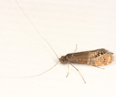 0228 - Riding's Fairy Moth - Adela ridingsella
