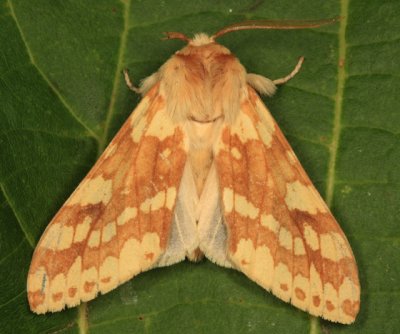 8214 - Spotted Tussock Moth - Lophocampa maculata