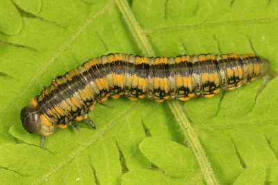 Sawfly larva host for Exenterus amictorius
