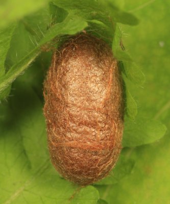 Sawfly cocoon that Exenterus amictorius emerged from