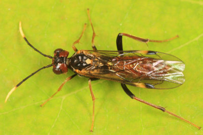 Taxonus spiculatus