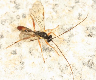 Ichneumon Wasps - Mesochorinae