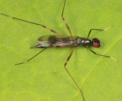 Rainieria antennaepes