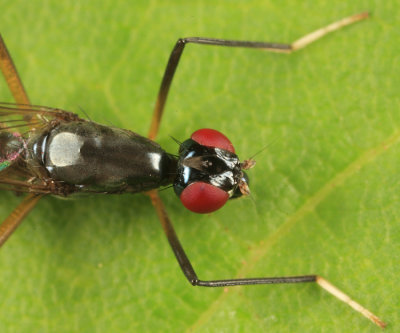 Rainieria antennaepes