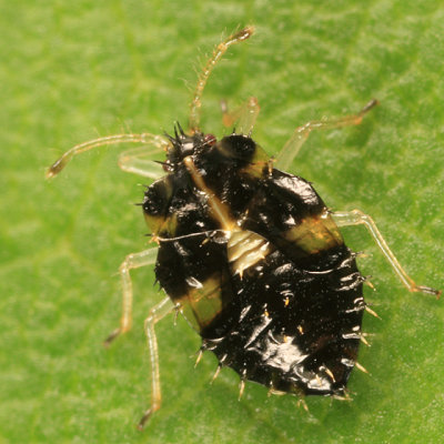 Corythucha sp. (nymph)