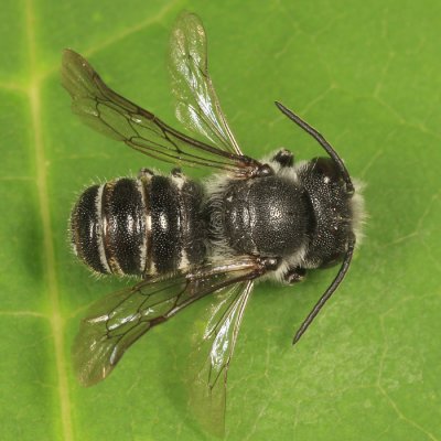 Megachile campanulae
