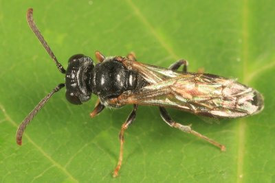 Aphid Wasp - Psenini