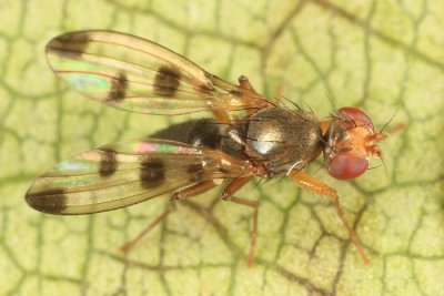 Cereal Fly - Geomyza tripunctata