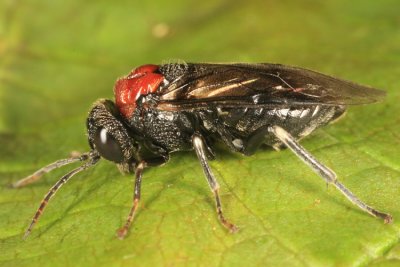 Common Sawflies - subfamily Allantinae