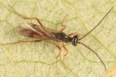 Proctotrupes caudatus (male)