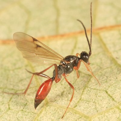 Proctotrupes caudatus (male)