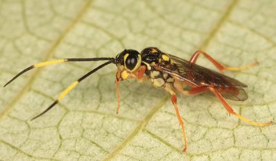 Wasps - Trigonalidae