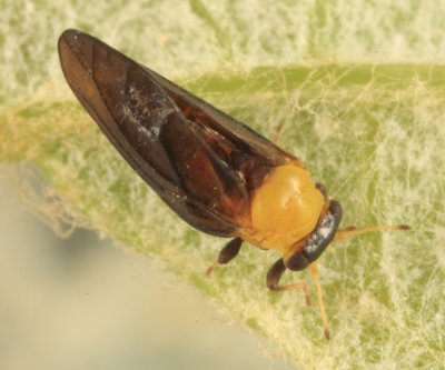 Calophyidae - Calophya nigripennis