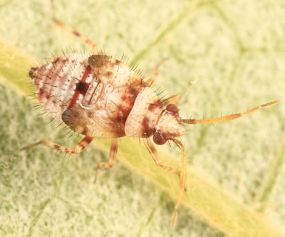 Deraeocoris sp. (nymph)
