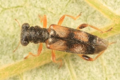 Phyllobaenus pallipennis