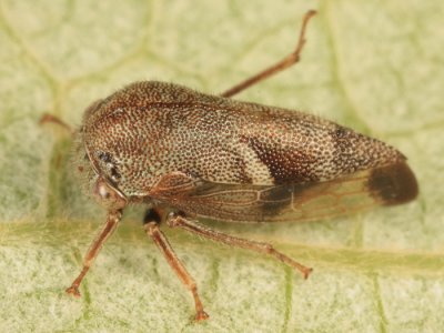 Ophiderma pubescens