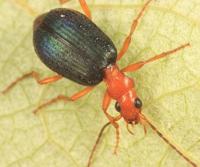 Brachinus cyanochroaticus