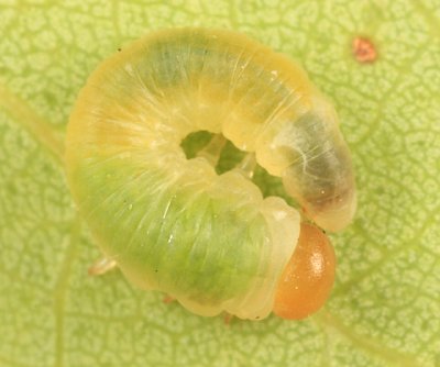 Tenthredinidae possibly Nematinae