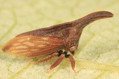 Campylenchia latipes (female)
