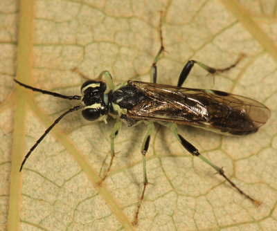 Tenthredo angulifera