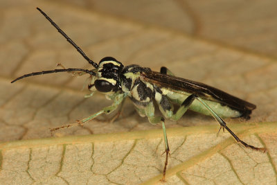 Tenthredo angulifera