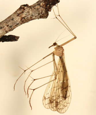 Hangingflies - Bittacidae